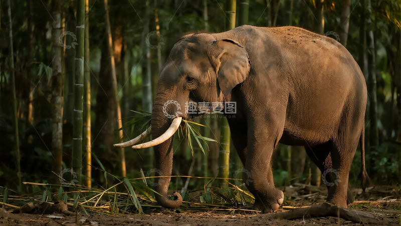 高清大图下载【趣麦麦图】生物百科凶兽之大象