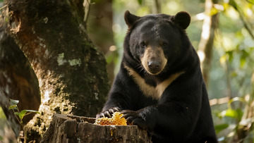 生物百科凶兽之狗熊偷蜂蜜
