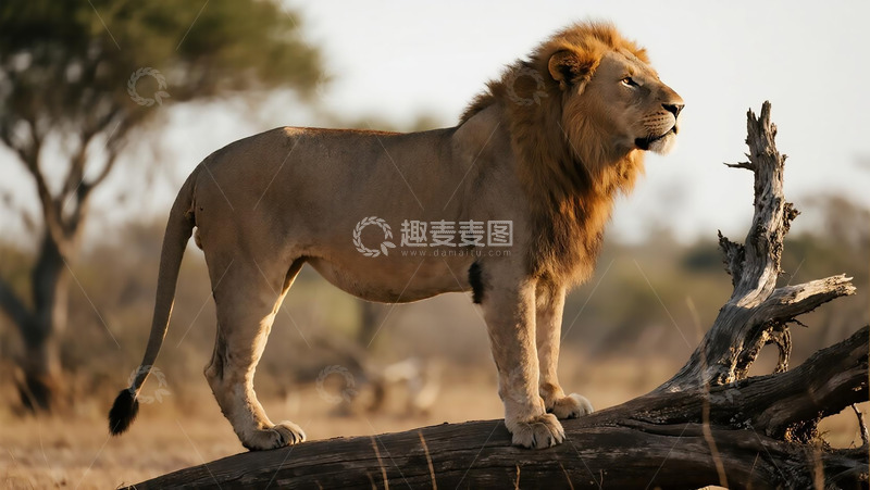 高清大图下载【趣麦麦图】生物百科凶兽之野外狮子