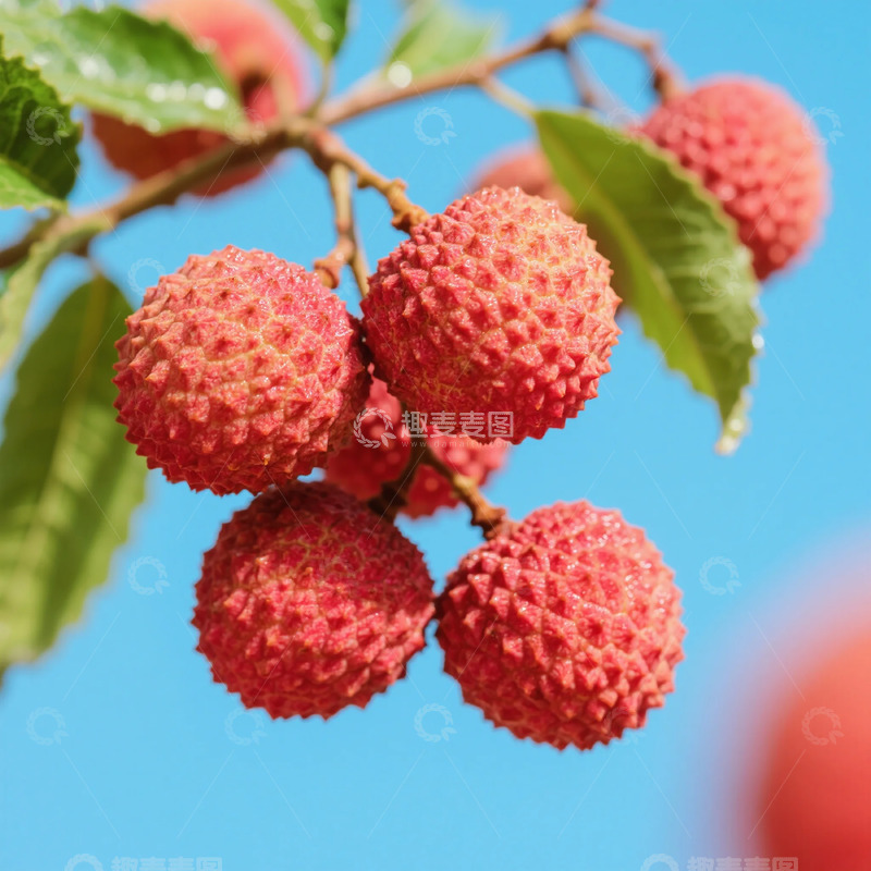 高清大图下载【趣麦麦图】夏日荔枝红熟果特写