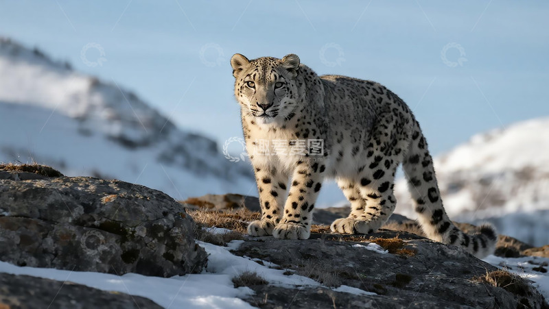 高清大图下载【趣麦麦图】生物百科凶兽之雪豹