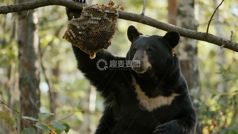 高清大图下载【趣麦麦图】生物百科凶兽之偷蜂蜜的狗熊
