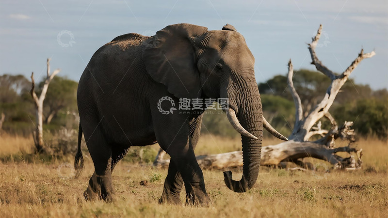 高清大图下载【趣麦麦图】生物百科凶兽之草地大象 