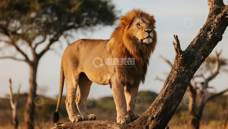 高清大图下载【趣麦麦图】生物百科凶兽之狮子