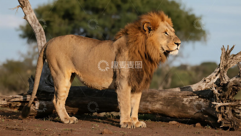 高清大图下载【趣麦麦图】生物百科凶兽之雄狮