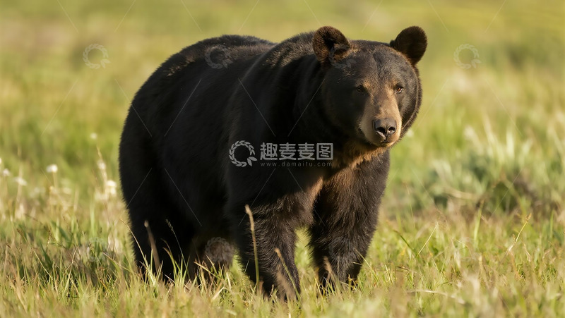 高清大图下载【趣麦麦图】生物百科凶兽之熊