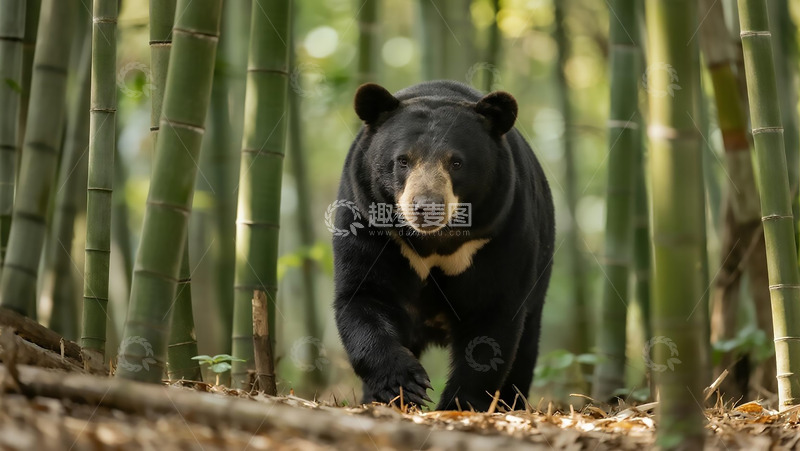 高清大图下载【趣麦麦图】生物百科凶兽之竹林散步的熊