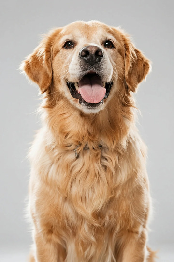 金毛犬开心特写
