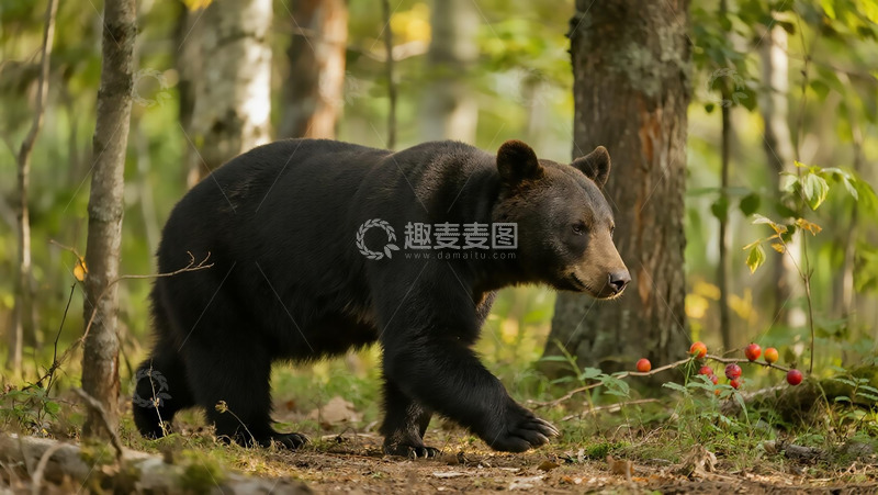 高清大图下载【趣麦麦图】生物百科凶兽之山区中的熊