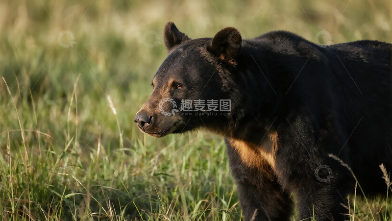 高清大图下载【趣麦麦图】生物百科凶兽之草丛中的黑熊