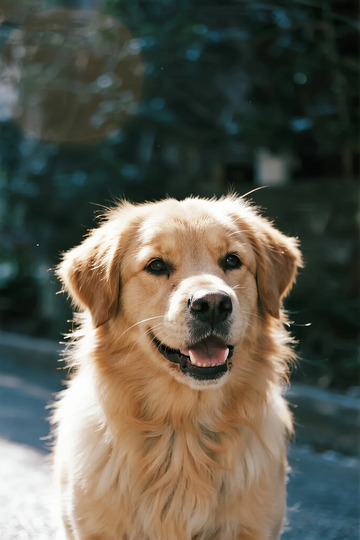 金毛犬户外写真