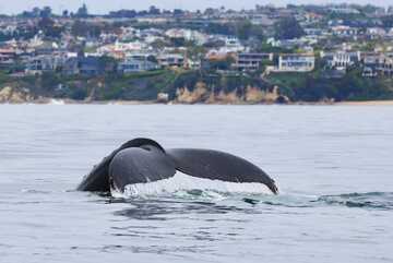 海洋鲸鱼尾鳍特写自然景观