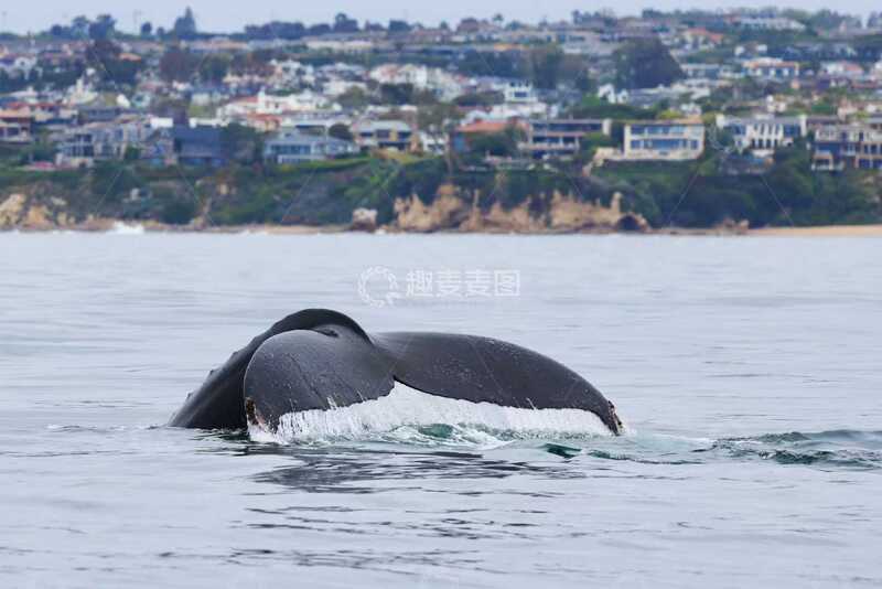 高清大图下载【趣麦麦图】海洋鲸鱼尾鳍特写自然景观