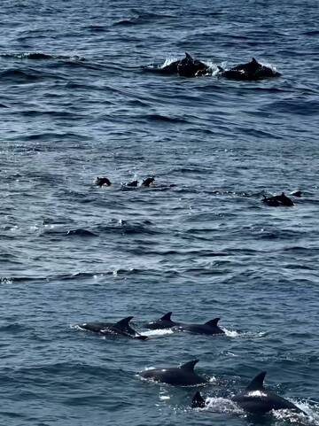 海洋海豚群游