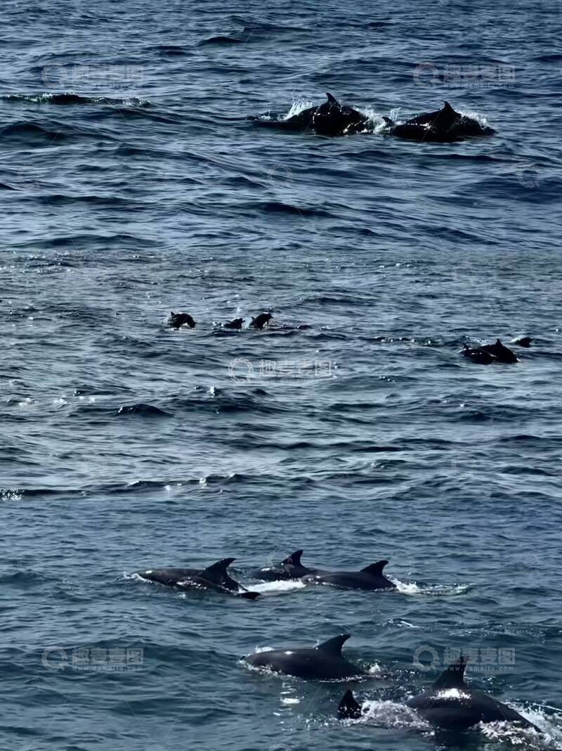 高清大图下载【趣麦麦图】海洋海豚群游