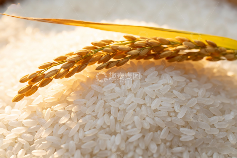高清大图下载【趣麦麦图】农产品新鲜大米12