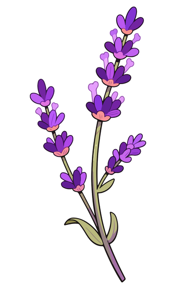 薰衣草插画风格花卉手绘图