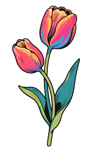 彩色郁金香插画素材