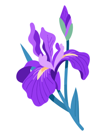 紫色鸢尾花卡通插画