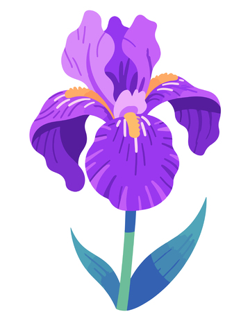 紫色鸢尾花矢量插画