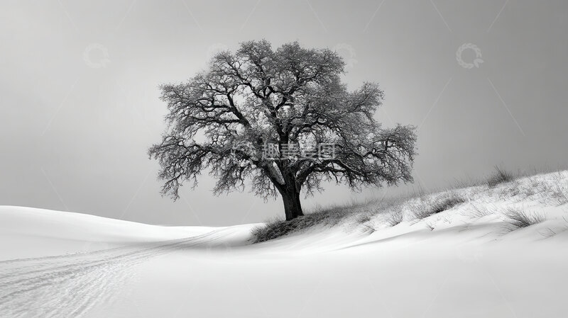 高清大图下载【趣麦麦图】雪原  孤影  坚韧  