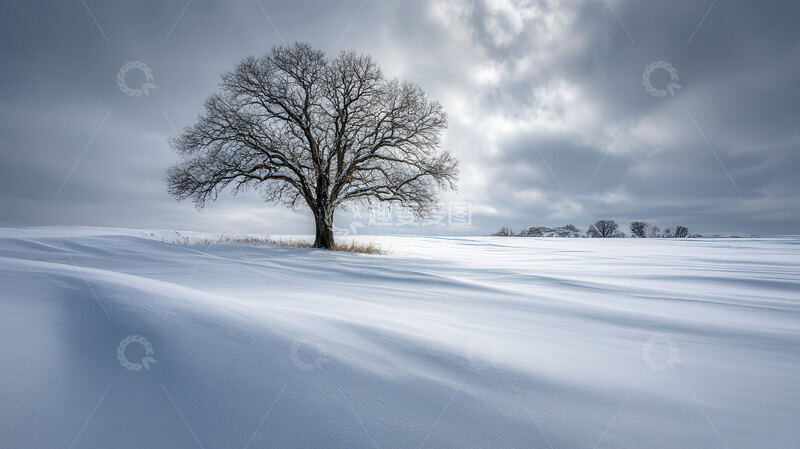 高清大图下载【趣麦麦图】雪原  孤影  虬枝  