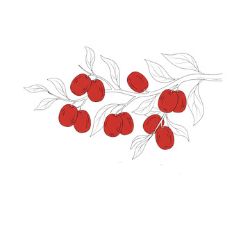 红枣手绘插画99