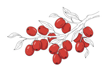 红枣手绘插画1