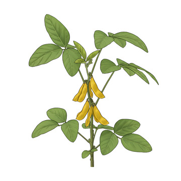 黄豆手绘黄豆插画