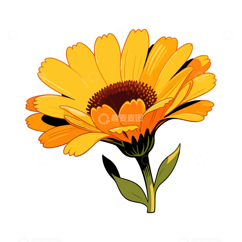 手绘金盏花矢量插画