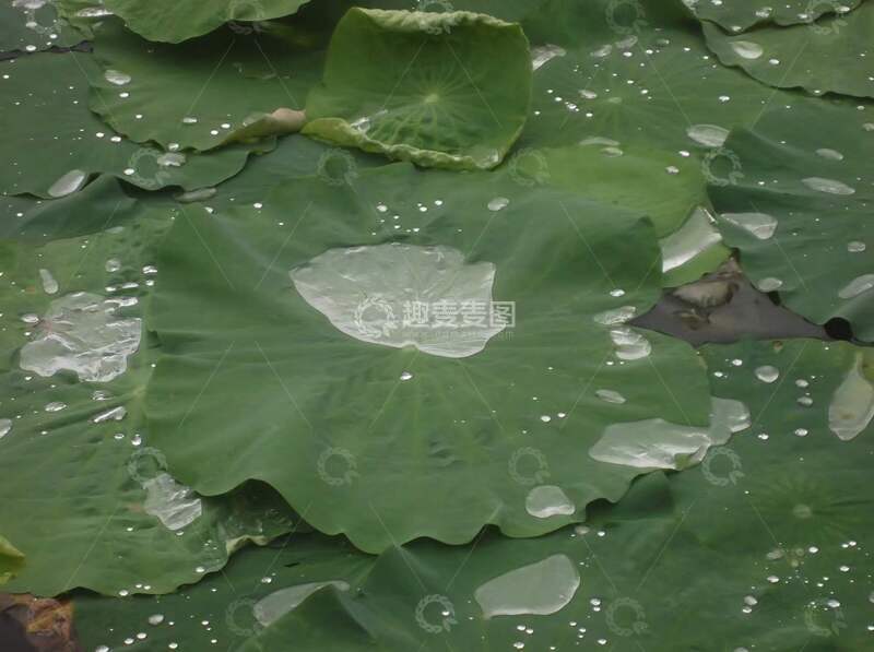 荷叶水滴自然风光摄影