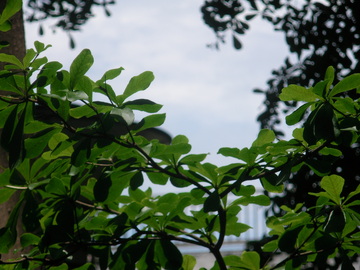 绿意盎然枝叶繁茂