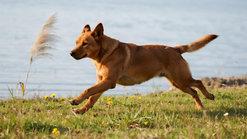 动物百科之奔跑的大黄