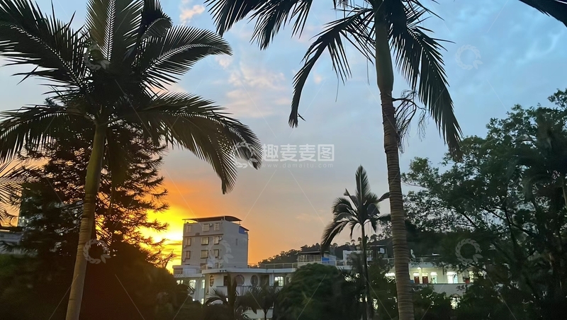 高清大图下载【趣麦麦图】椰树夕阳城市景