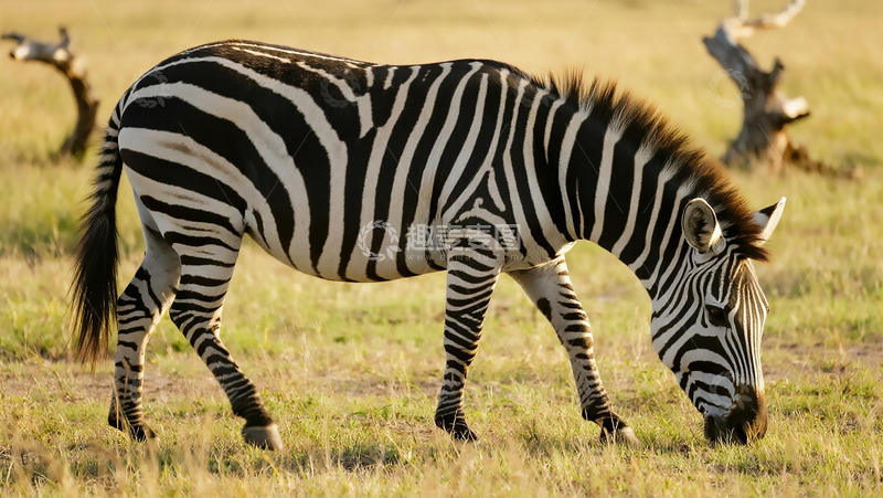 高清大图下载【趣麦麦图】生物百科之斑马觅食