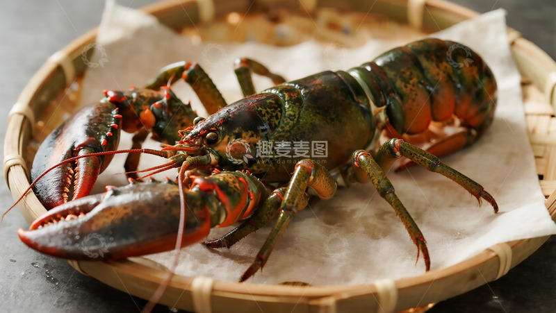 高清大图下载【趣麦麦图】生物百科之澳洲龙虾