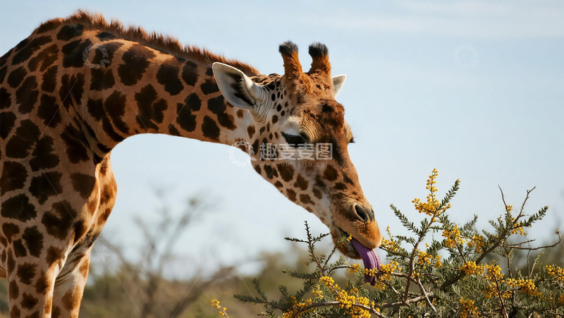 高清大图下载【趣麦麦图】生物百科之长颈鹿进食