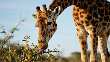 生物百科之长颈鹿