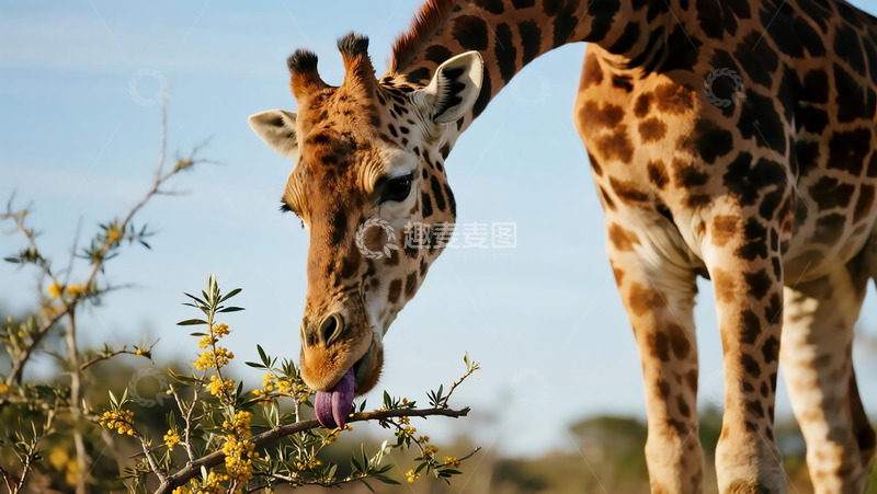 高清大图下载【趣麦麦图】生物百科之长颈鹿