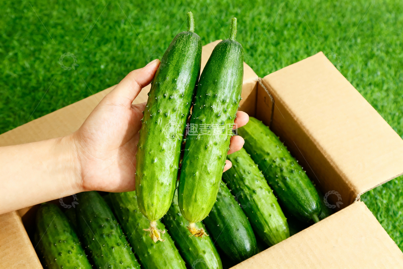 高清大图下载【趣麦麦图】青瓜水果蔬菜