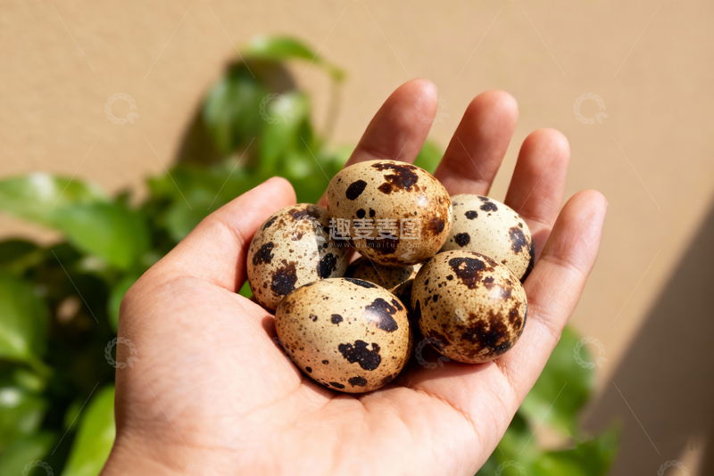 高清大图下载【趣麦麦图】新鲜农家鹌鹑蛋6