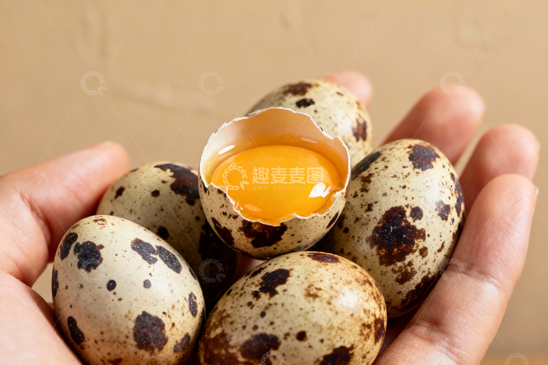 高清大图下载【趣麦麦图】散养鹌鹑蛋农产品14