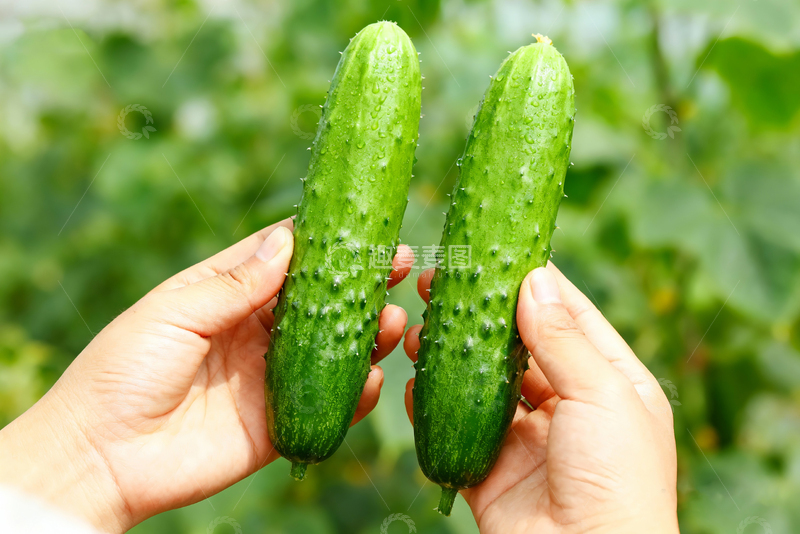 高清大图下载【趣麦麦图】水果黄瓜绿色清新7