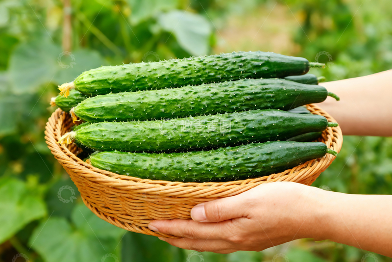 高清大图下载【趣麦麦图】水果黄瓜绿色清新4