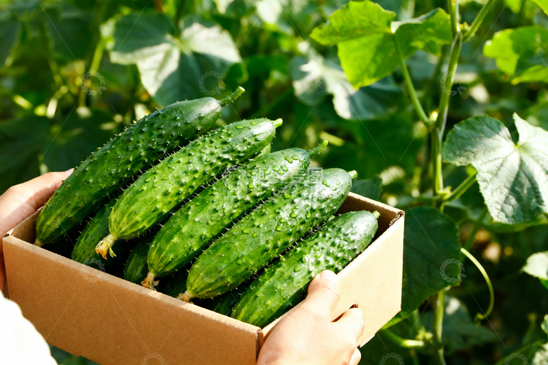 高清大图下载【趣麦麦图】水果黄瓜绿色清新13