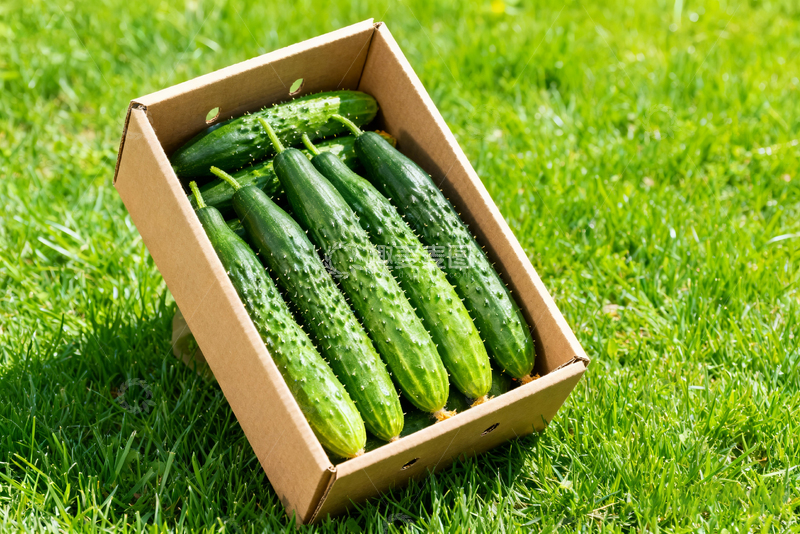 高清大图下载【趣麦麦图】青瓜水果蔬菜16