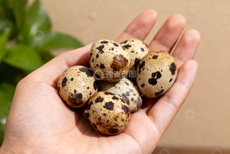 高清大图下载【趣麦麦图】新鲜农家鹌鹑蛋1