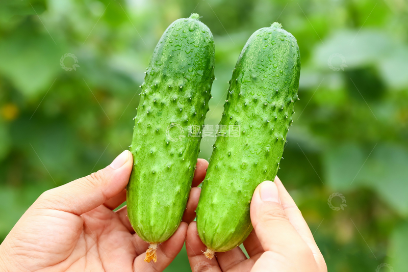 高清大图下载【趣麦麦图】水果黄瓜绿色清新2