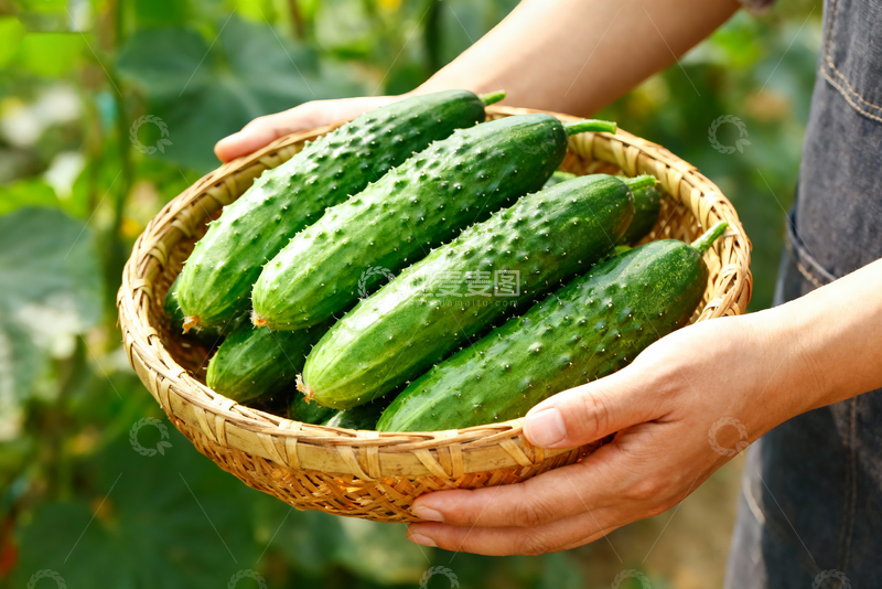 高清大图下载【趣麦麦图】水果黄瓜绿色清新14