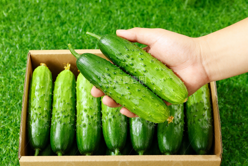 高清大图下载【趣麦麦图】水果黄瓜绿色清新0